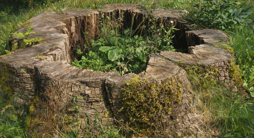 Old Tree Stump