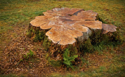 Tree Stump Grinding Loveland